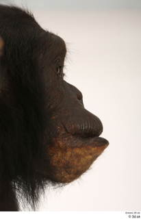 Chimpanzee Bonobo eye face mouth nose 0002.jpg